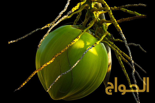 coconut-hanging-elhawag-global-natural-oils-supplier