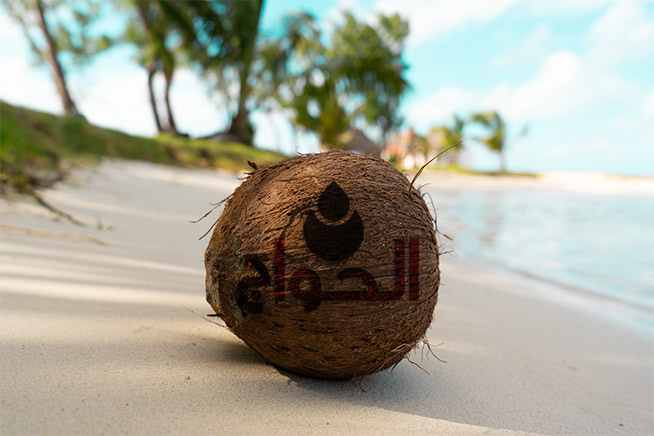 coconut-on-beach-elhawag-global-natural-oils-supplier
