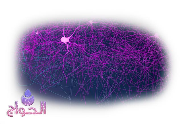 image-of-neuronal-network-for-anti-epileptic-thymoquinone-content-in-black-seed-oil-section